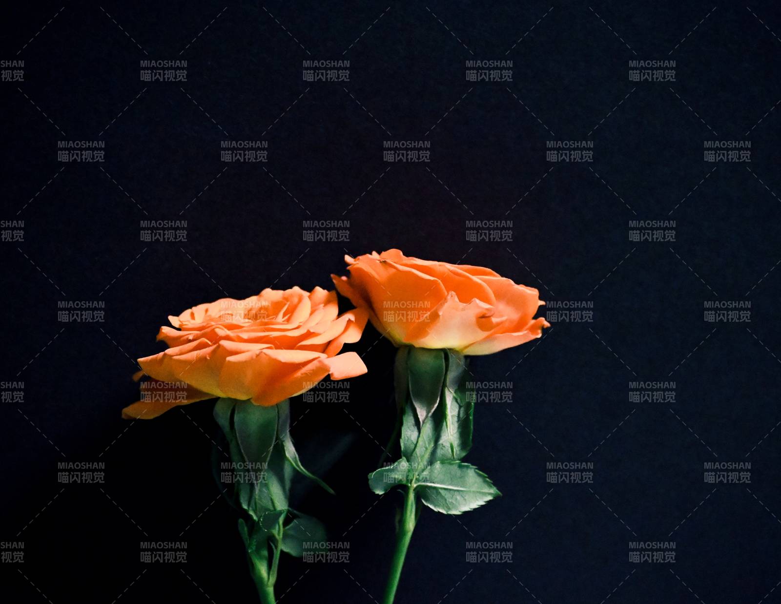暗夜中的两朵橙色玫瑰图片