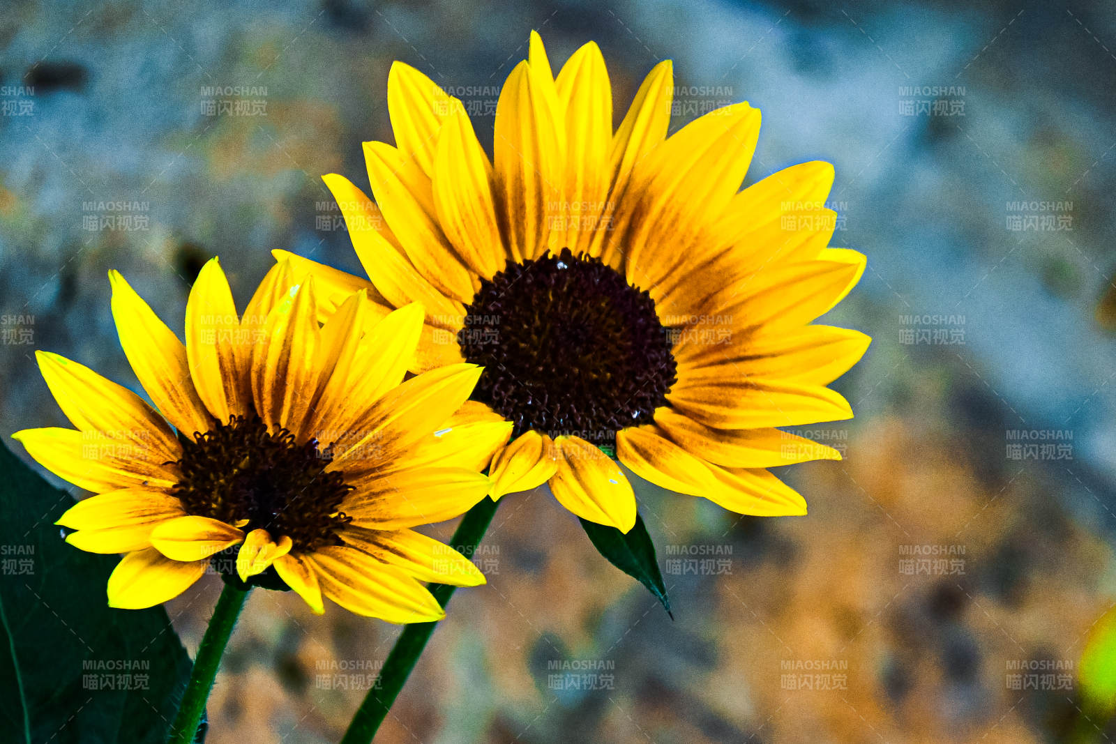 两朵向日葵图片