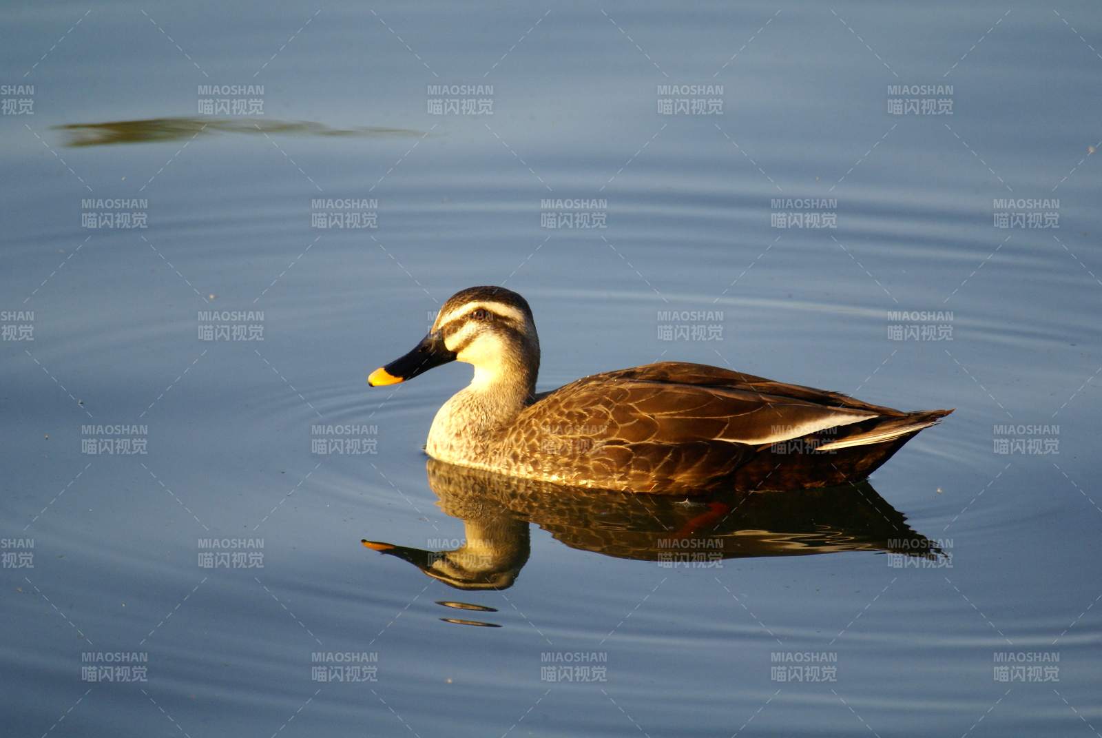 湖面游弋的鸭子图片