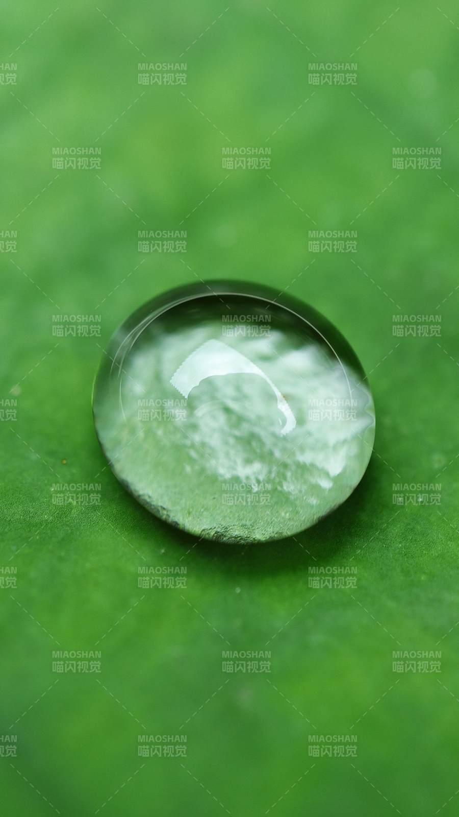 绿叶上的水滴图片
