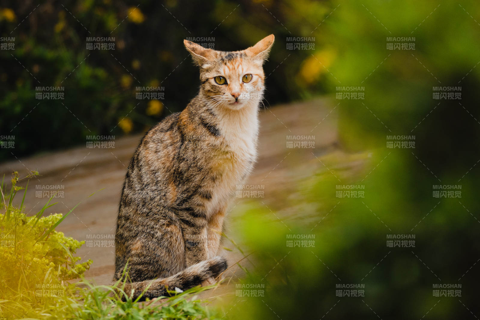 猫咪在户外的宁静时刻图片