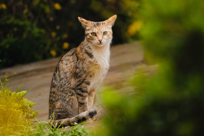 猫咪在户外的宁静时刻图片