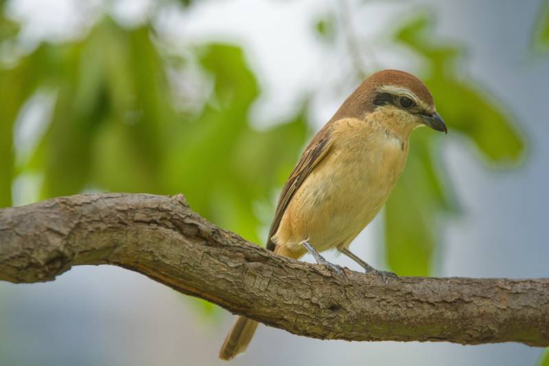树枝上的红尾伯劳图片