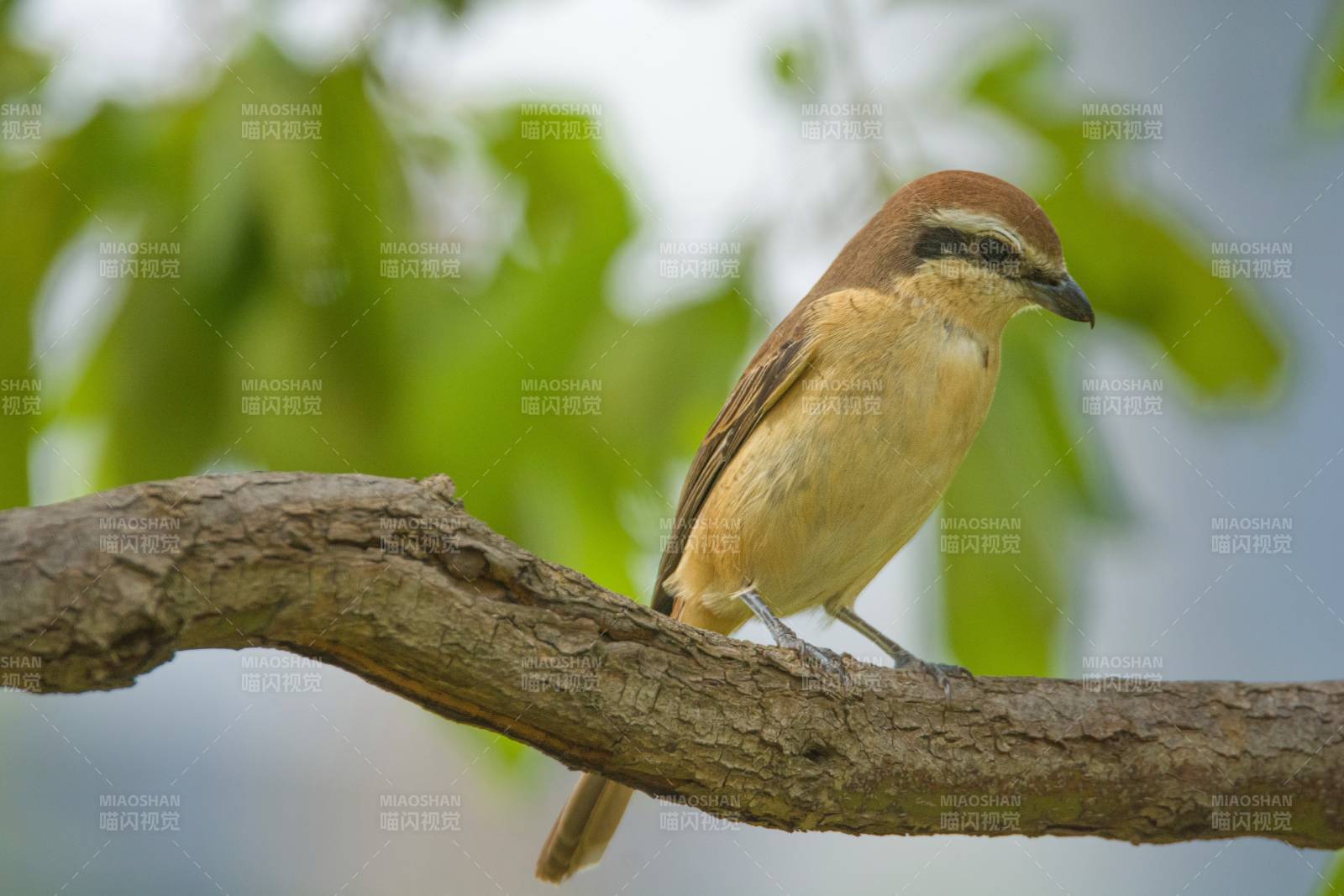 树枝上的红尾伯劳图片