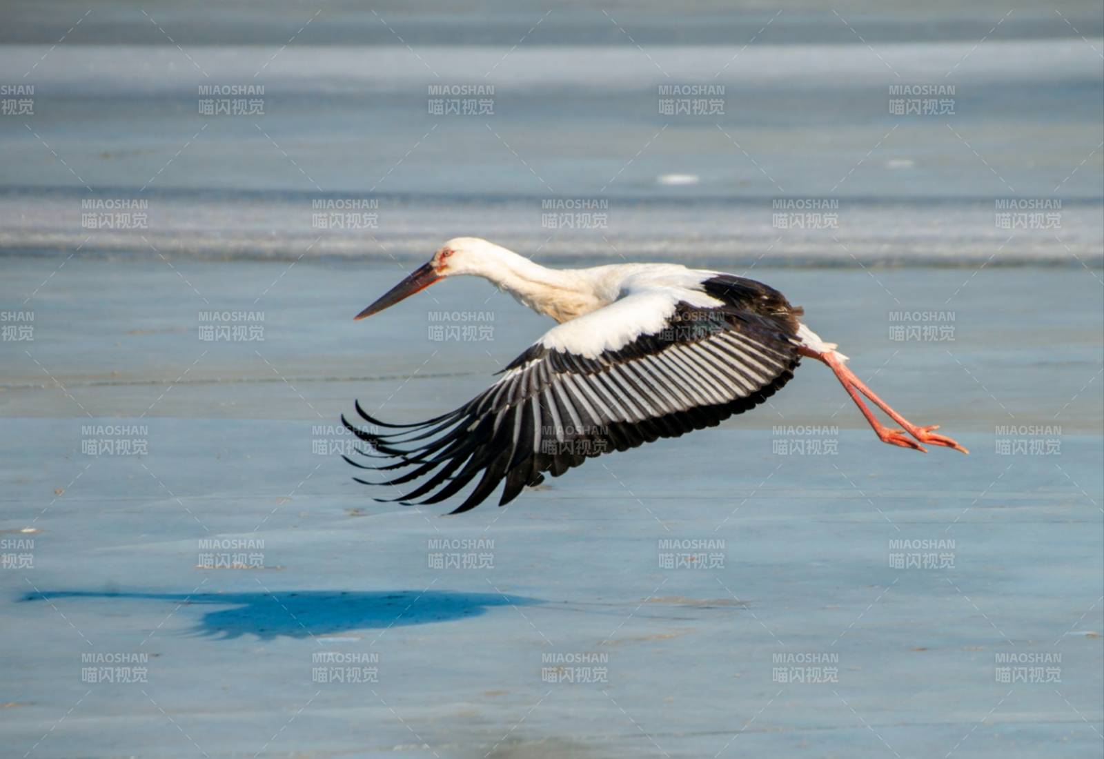 飞翔的白鹳图片