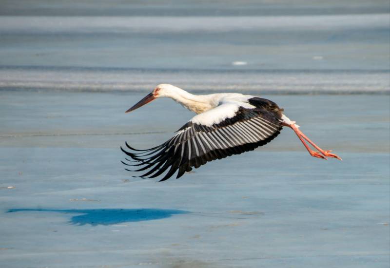 飞翔的白鹳图片