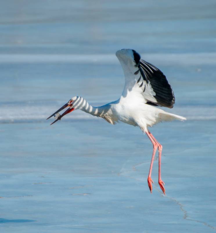 白鹳展翅 冰上起舞图片