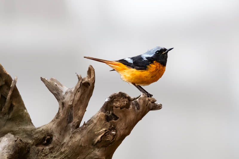 鸟儿栖息在枯木上图片