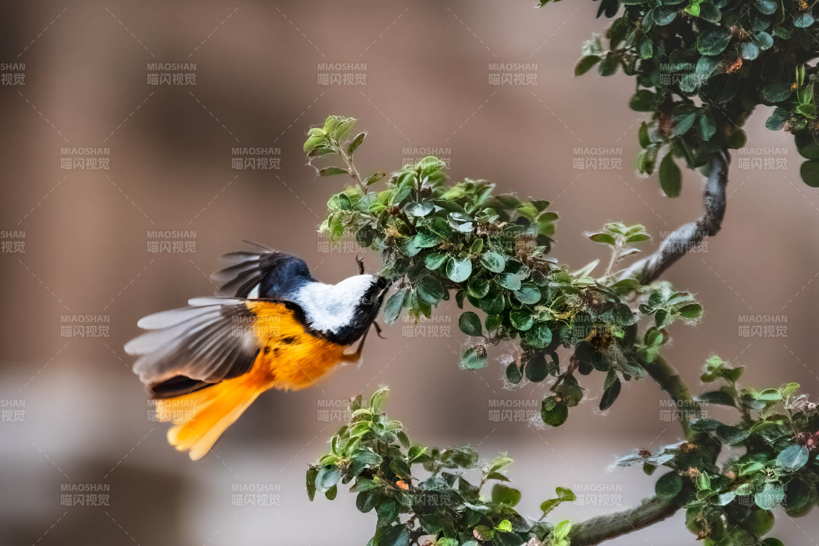 飞翔的北红尾鸲图片