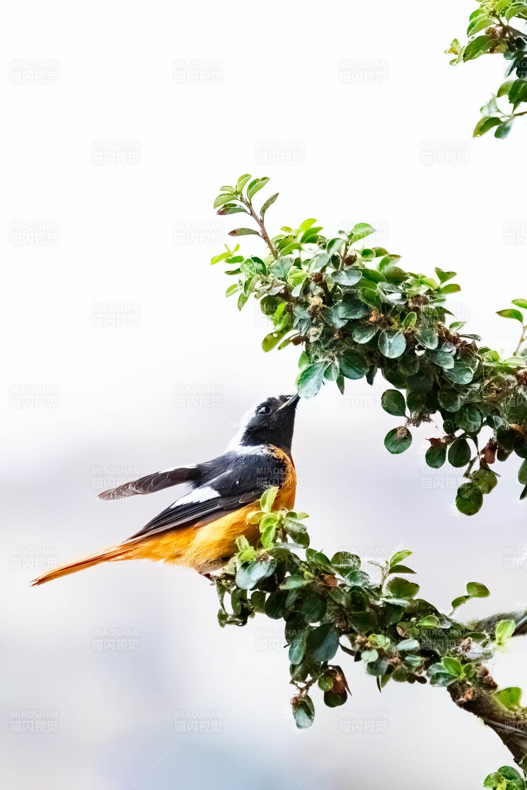 鸟儿栖息在绿叶间图片