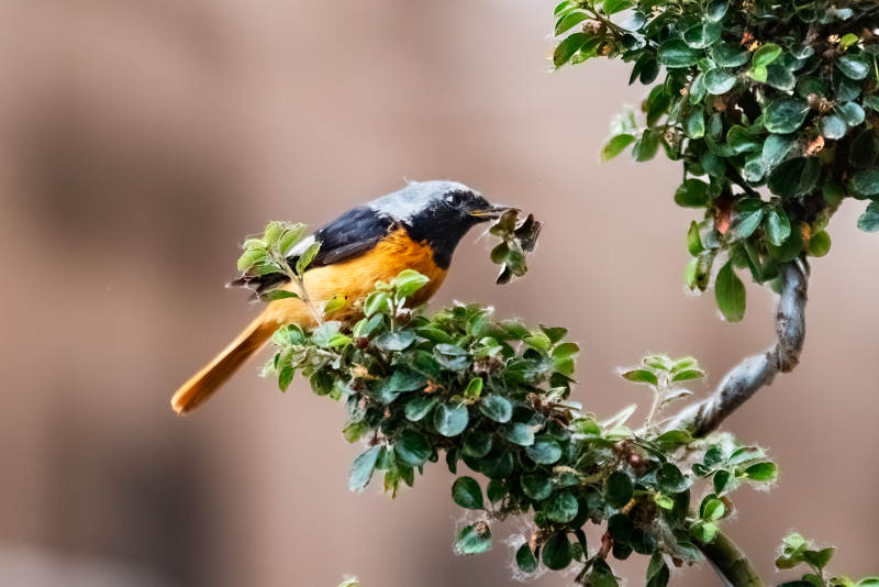 鸟儿栖息在绿叶枝头图片