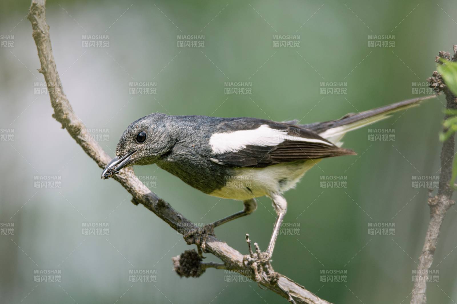 小鸟栖息枝头图片