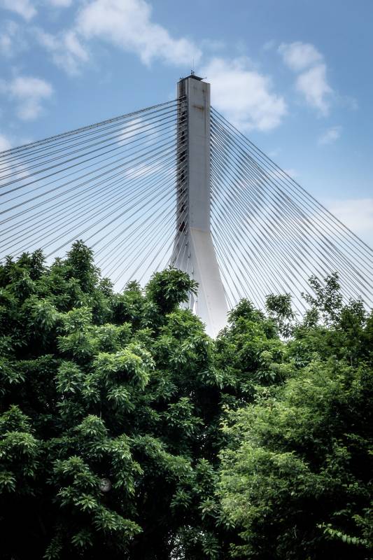 树丛中的斜拉桥图片