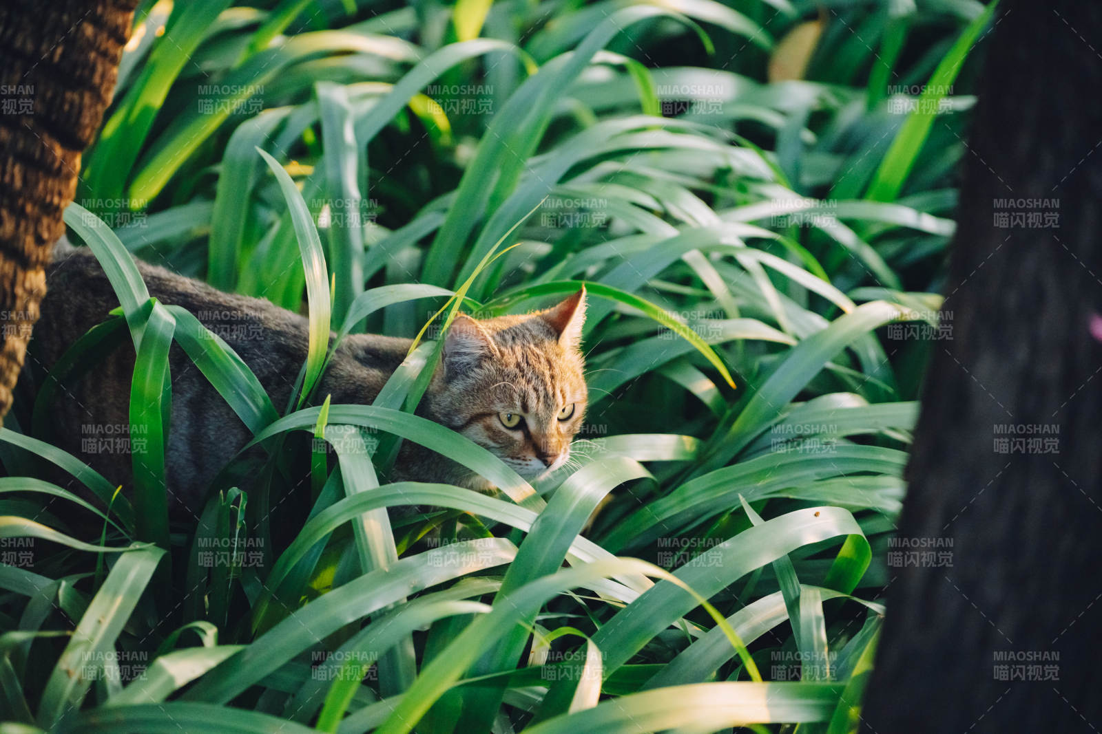 猫在绿叶间休息图片