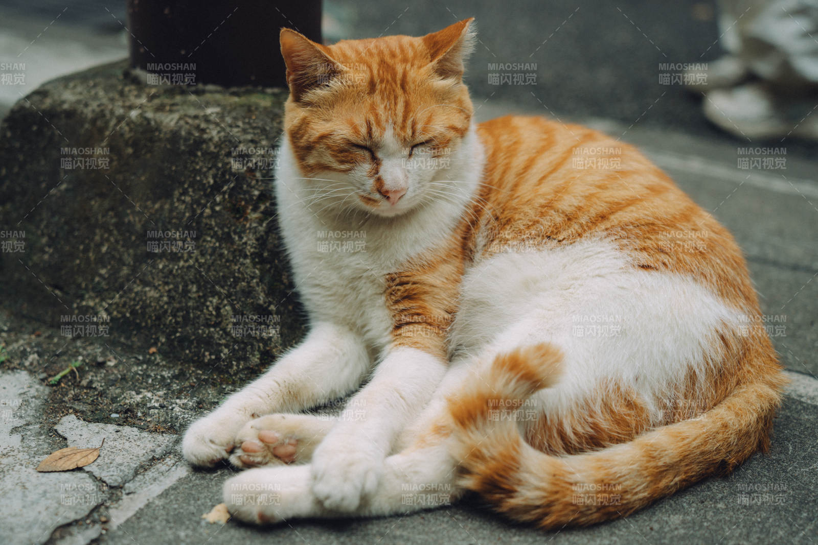 慵懒的橘白猫咪图片