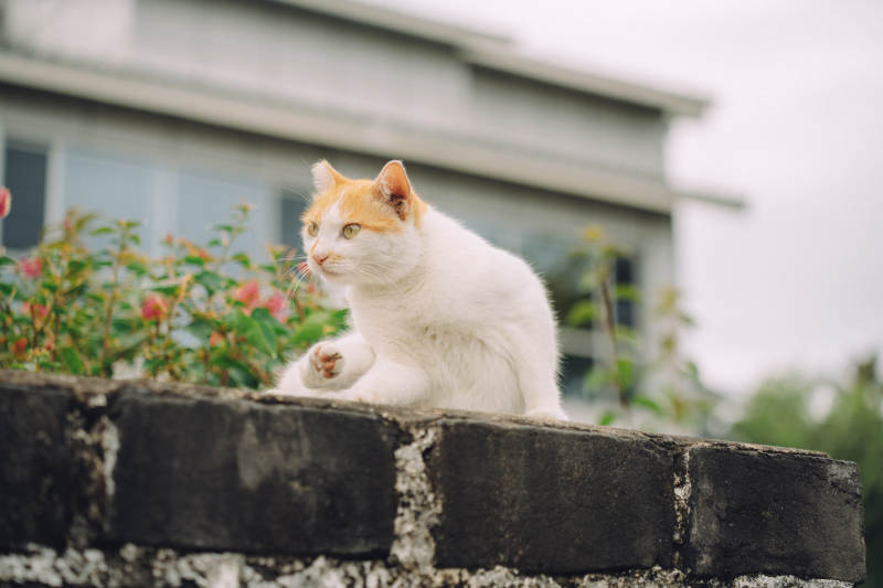墙头上的白橘猫图片