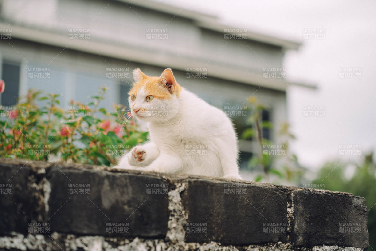 墙头上的白橘猫图片
