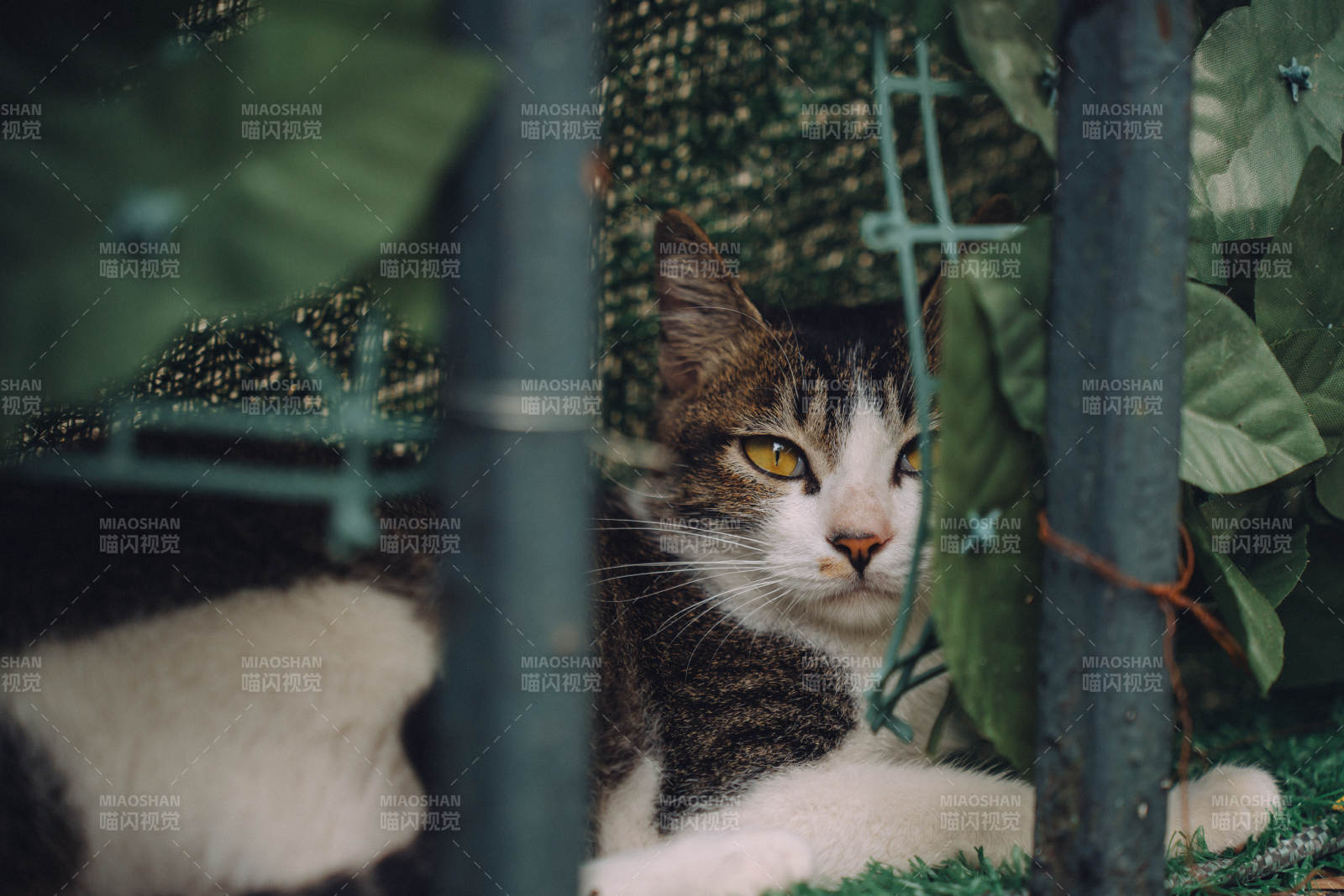 猫咪藏在绿叶间图片