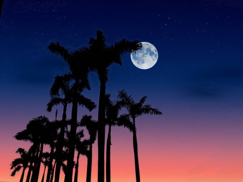 月夜下的棕榈树图片