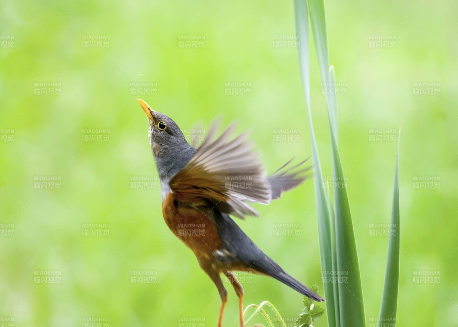 鸟儿展翅 绿色背景图片