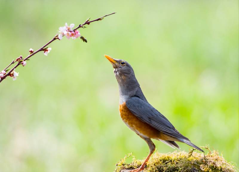 鸟鸣花开春意浓图片