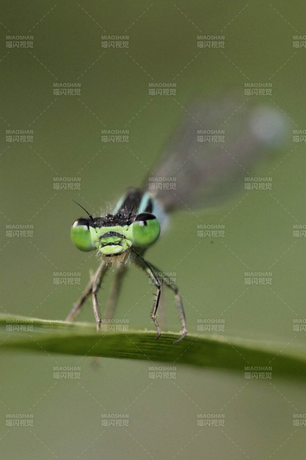 绿眼蜻蜓特写图片