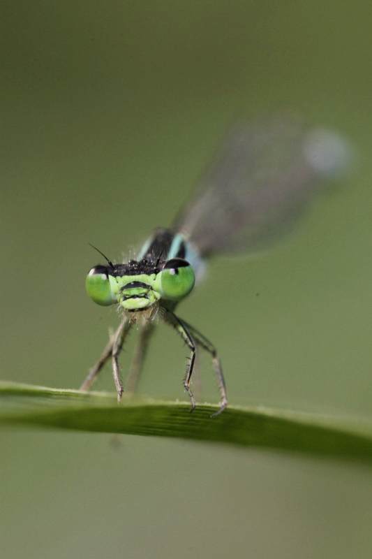 绿眼蜻蜓特写图片