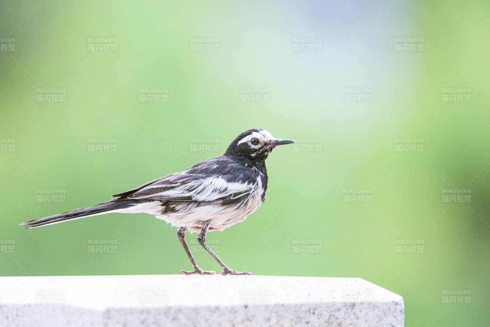 白鹡鸰栖息在石缘图片