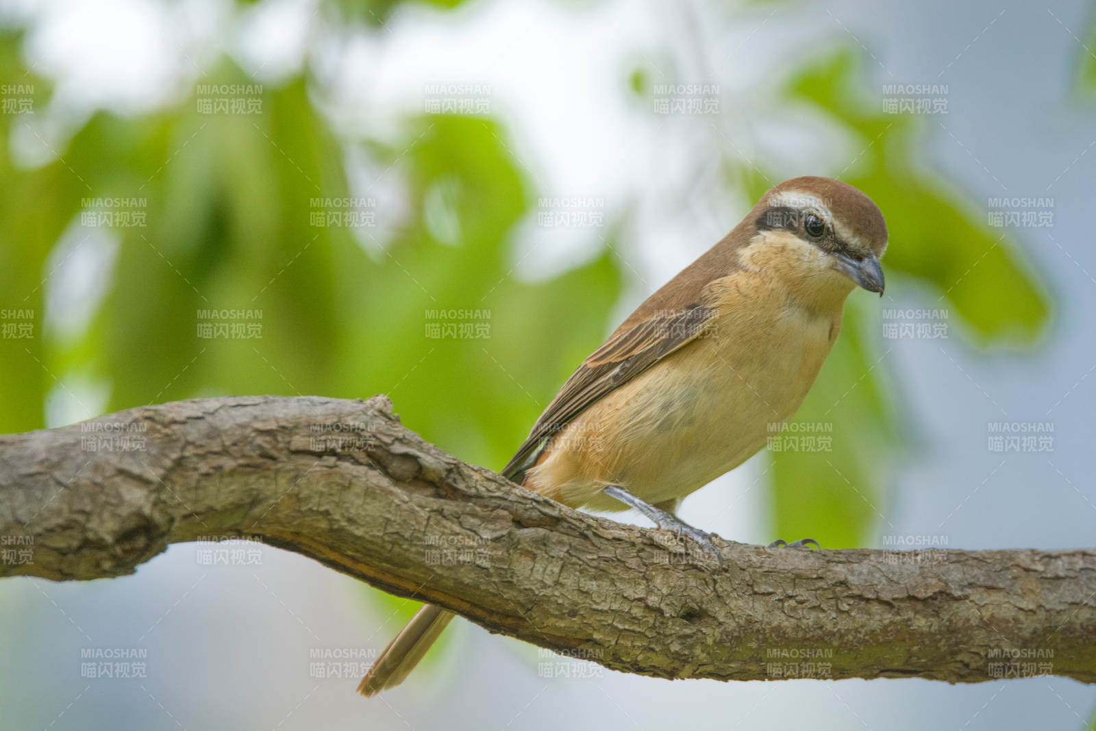 小鸟栖息在树枝上图片