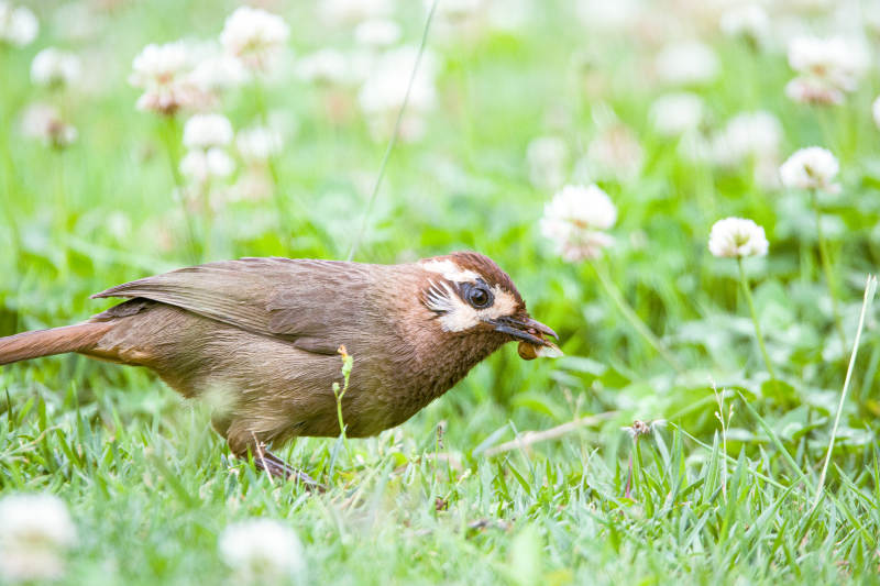 草地上的小鸟图片