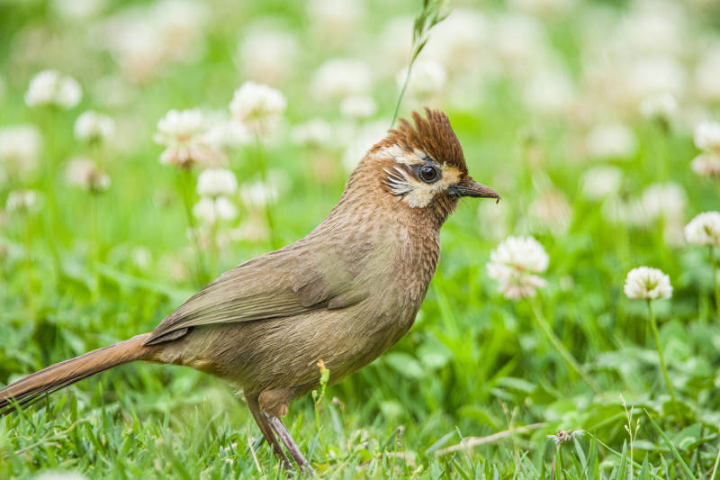 草地上的小鸟图片