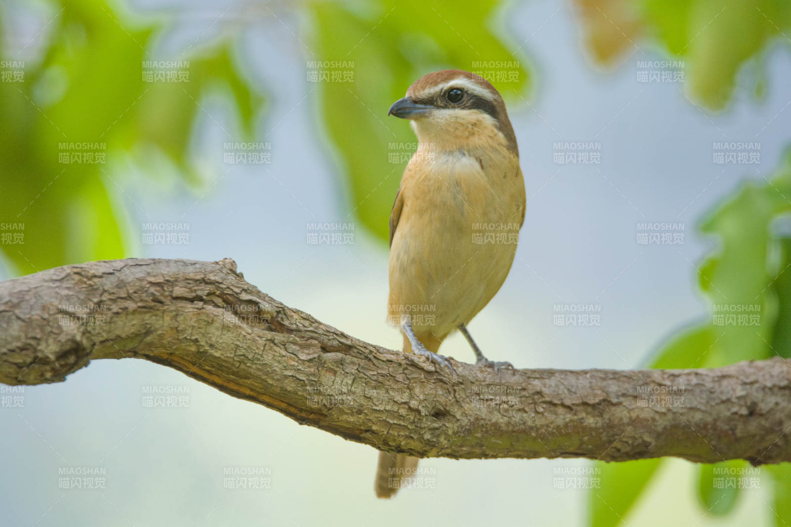 小鸟栖息枝头图片