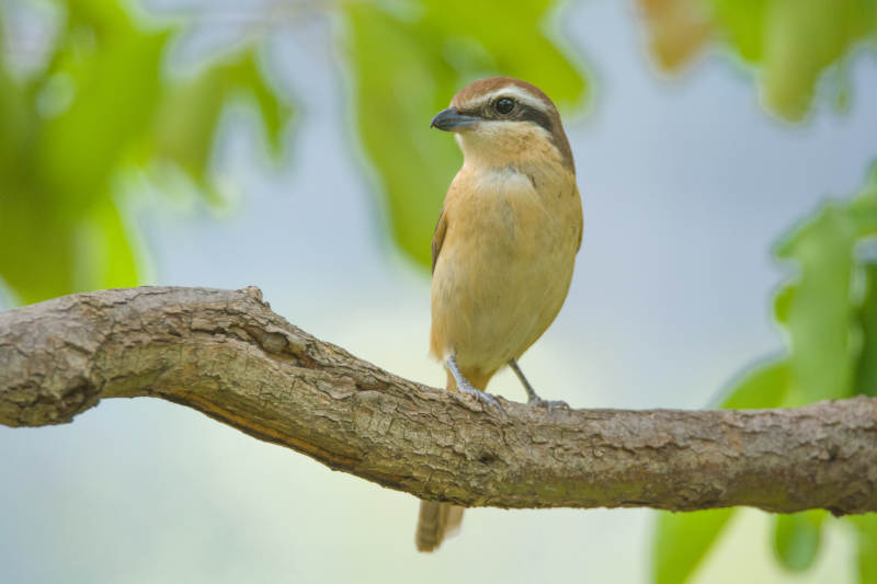 小鸟栖息枝头图片