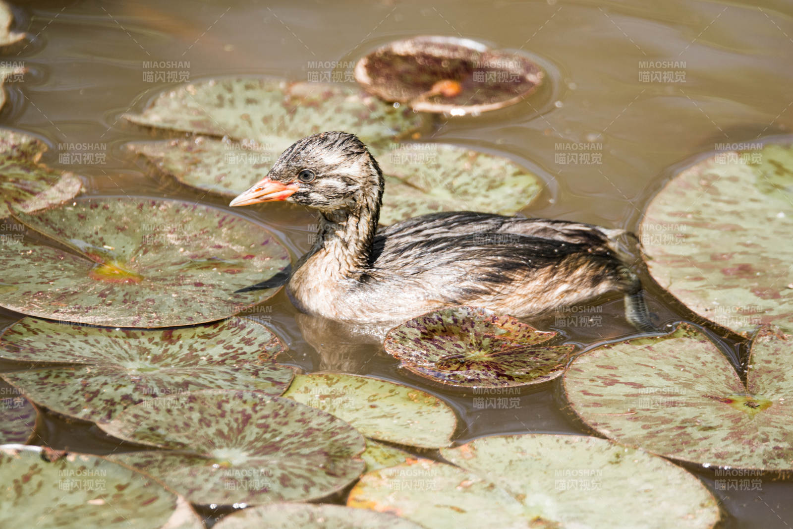 小鸭子游在睡莲间图片