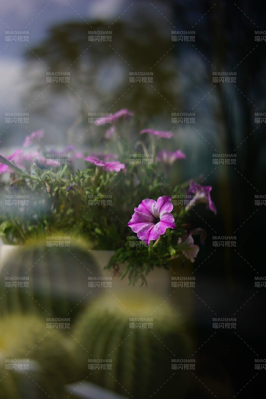 窗边的紫色花朵图片