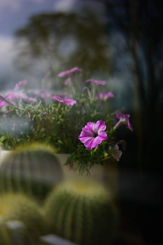 窗边的紫色花朵图片