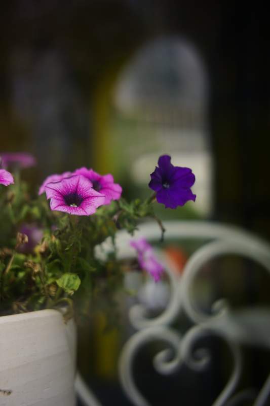 花盆里的紫色花朵图片