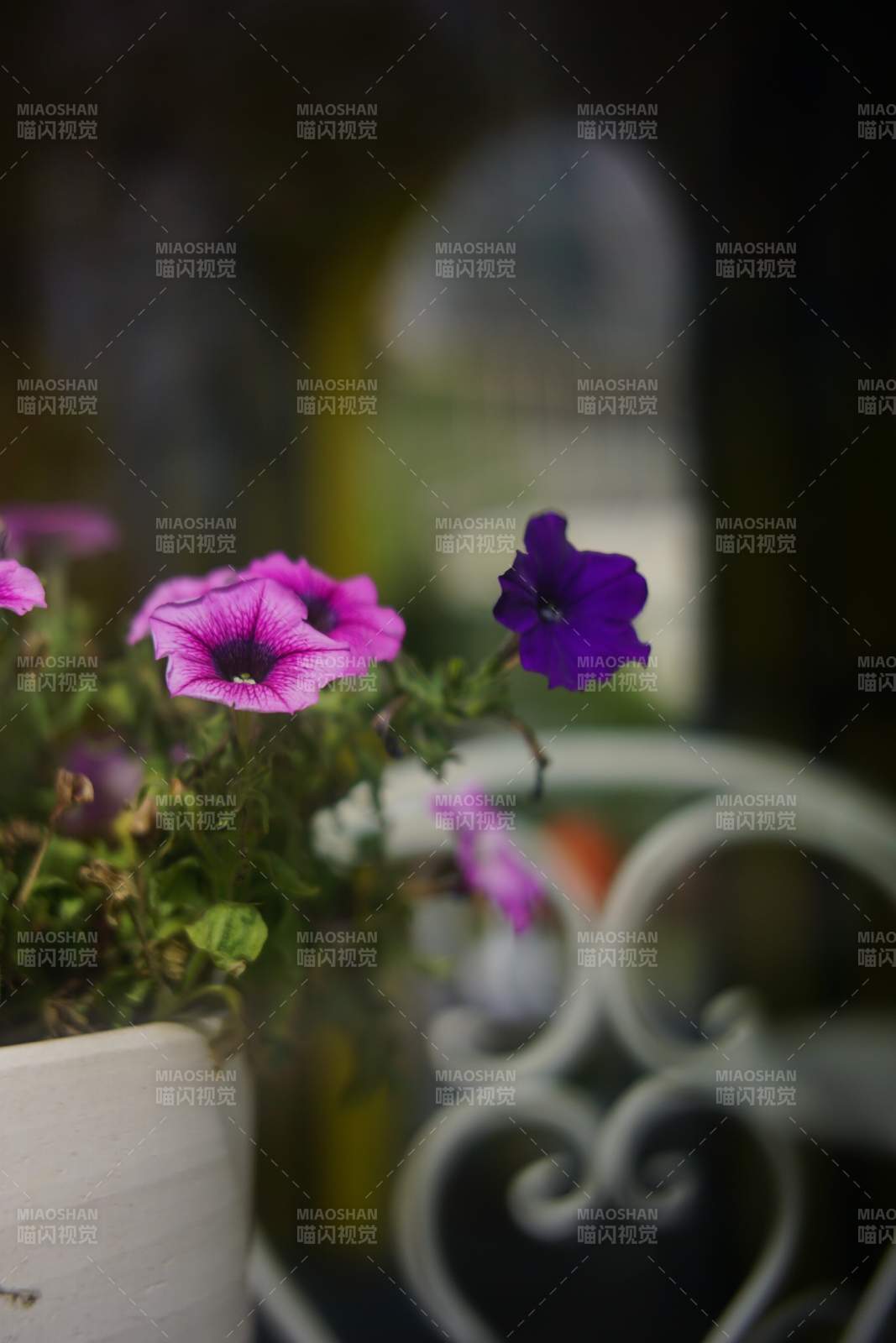 花盆里的紫色花朵图片