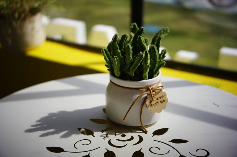 迷你仙人掌盆栽图片