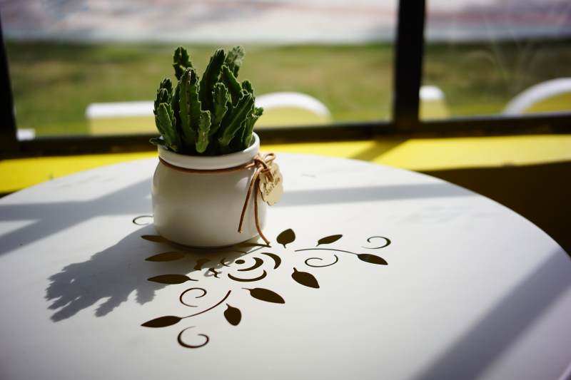 窗边的仙人掌盆栽图片