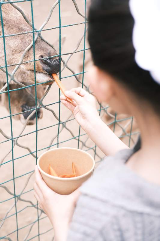 喂食动物园动物图片