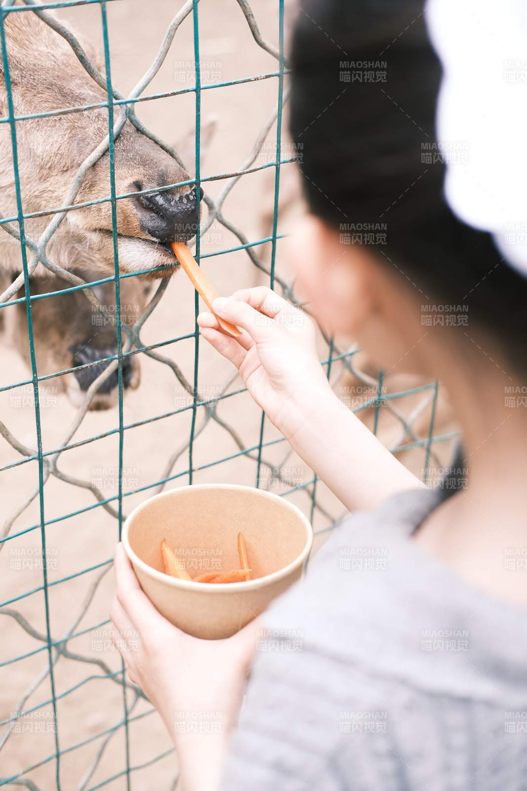 喂食动物园动物图片