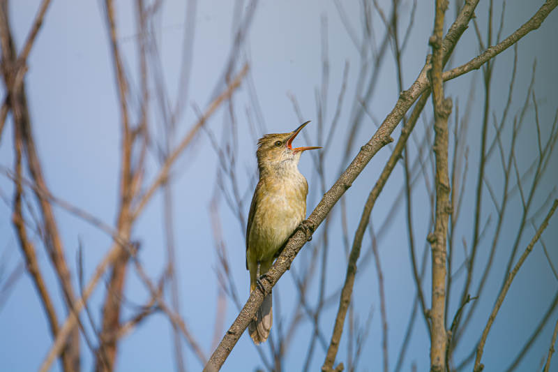 鸣禽栖枝 清啼蓝天图片