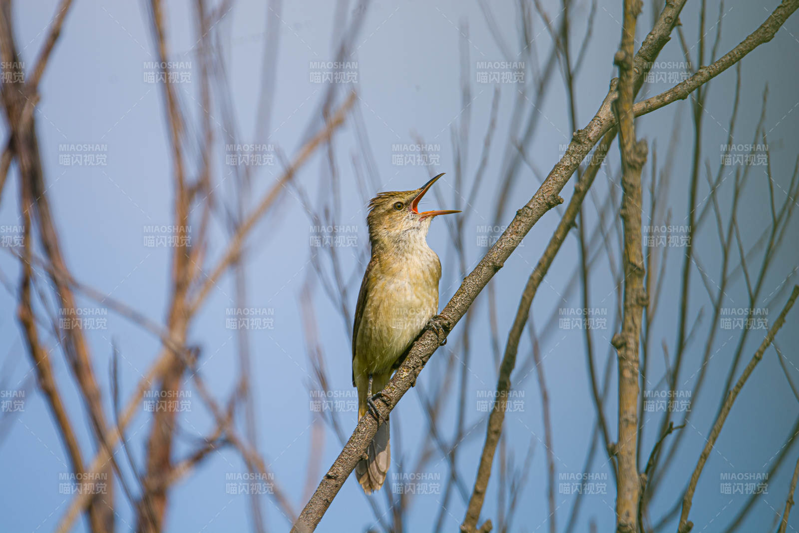 鸣禽栖枝 清啼蓝天图片