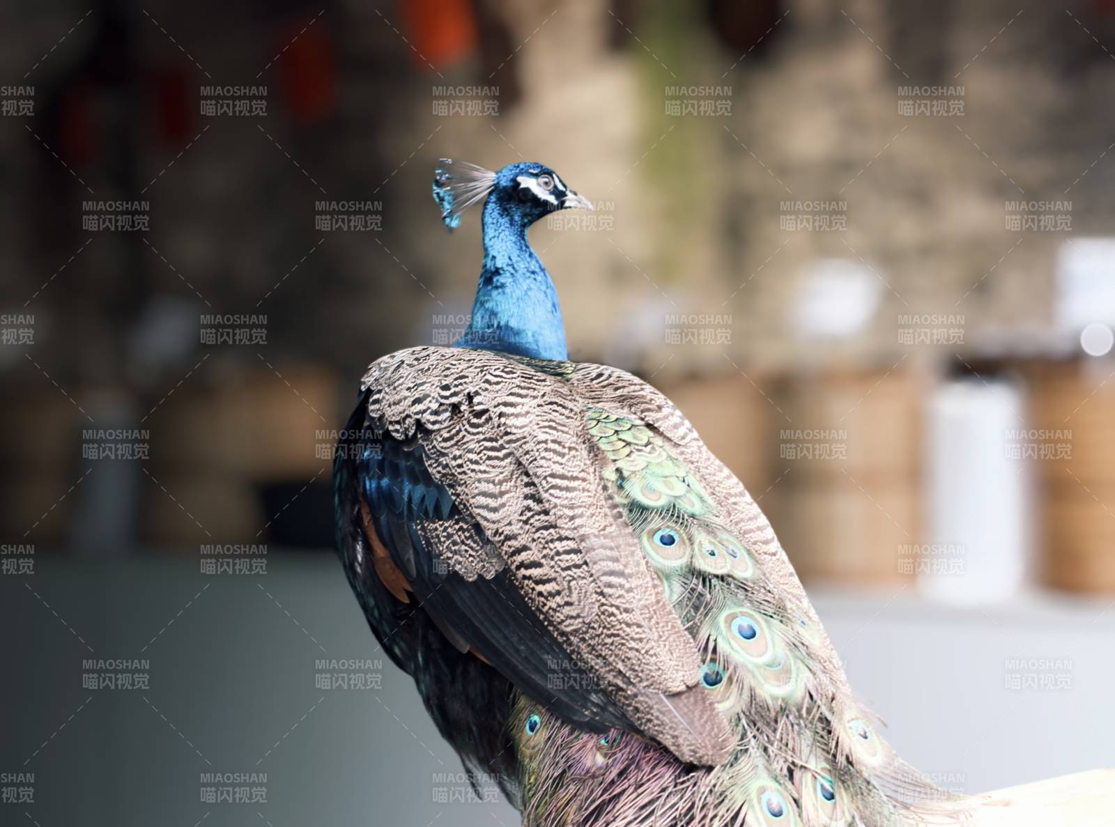 蓝颈孔雀图片