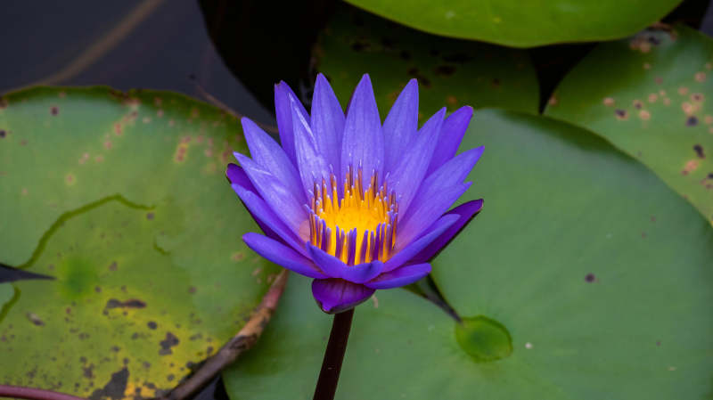 紫莲花绽放图片