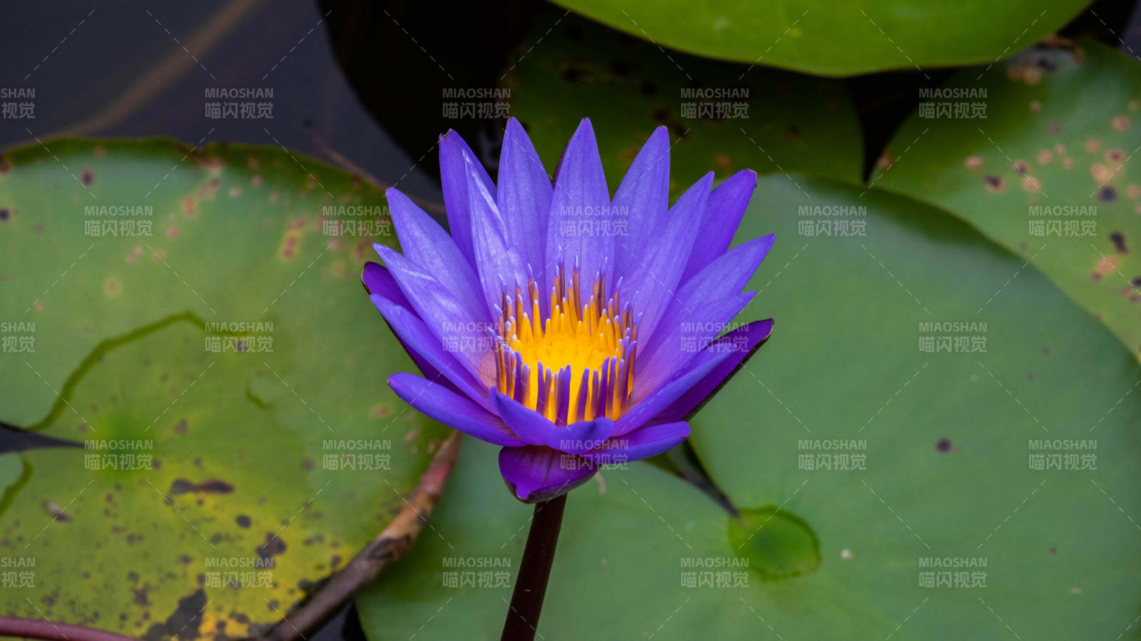 紫莲花绽放图片