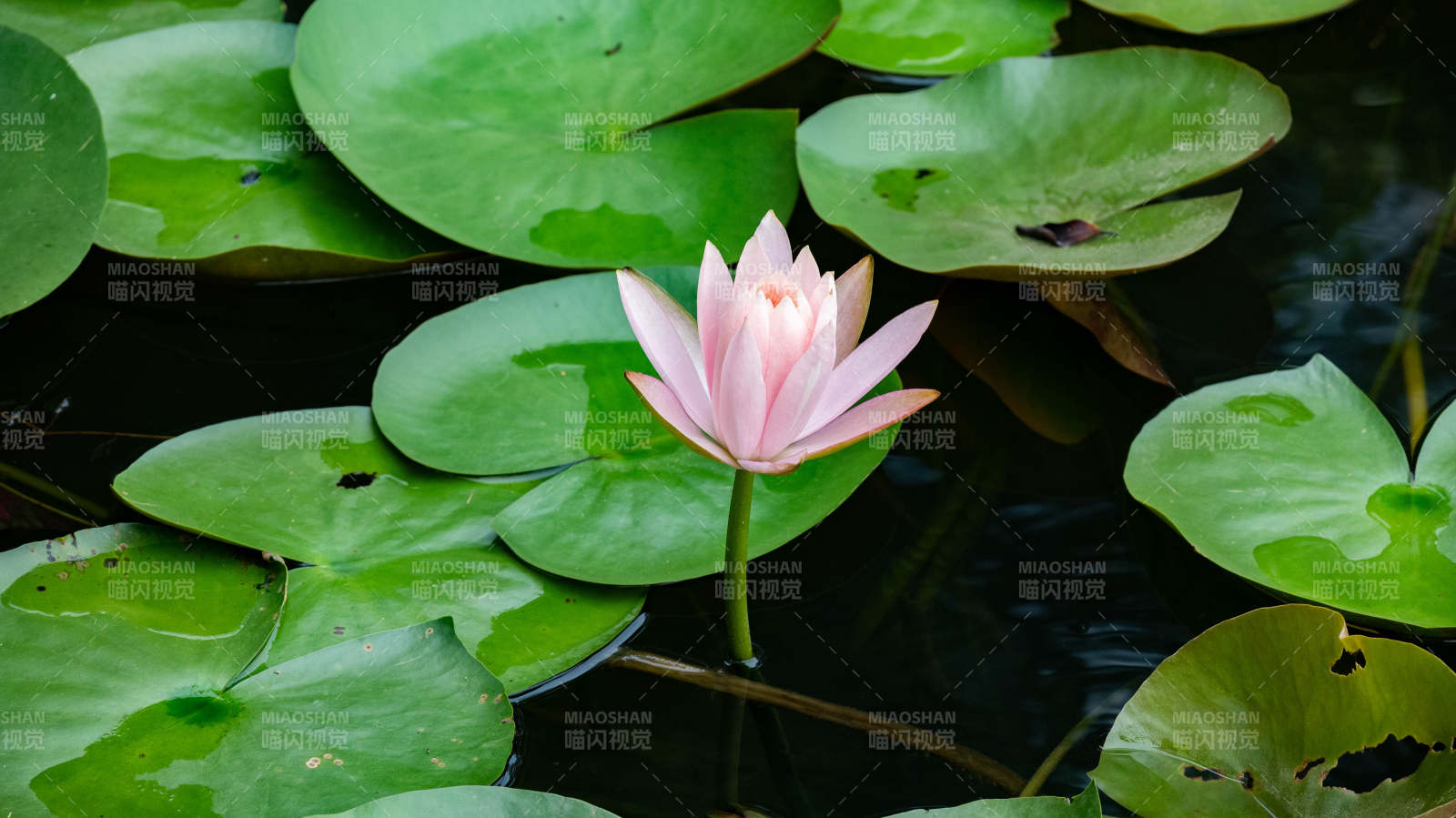 池中独放的莲花图片