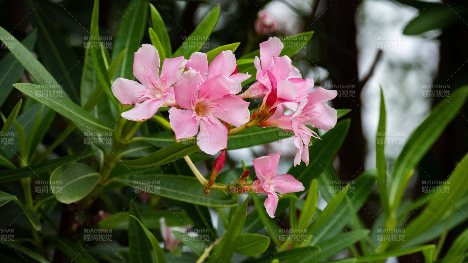 粉色花朵与绿叶图片