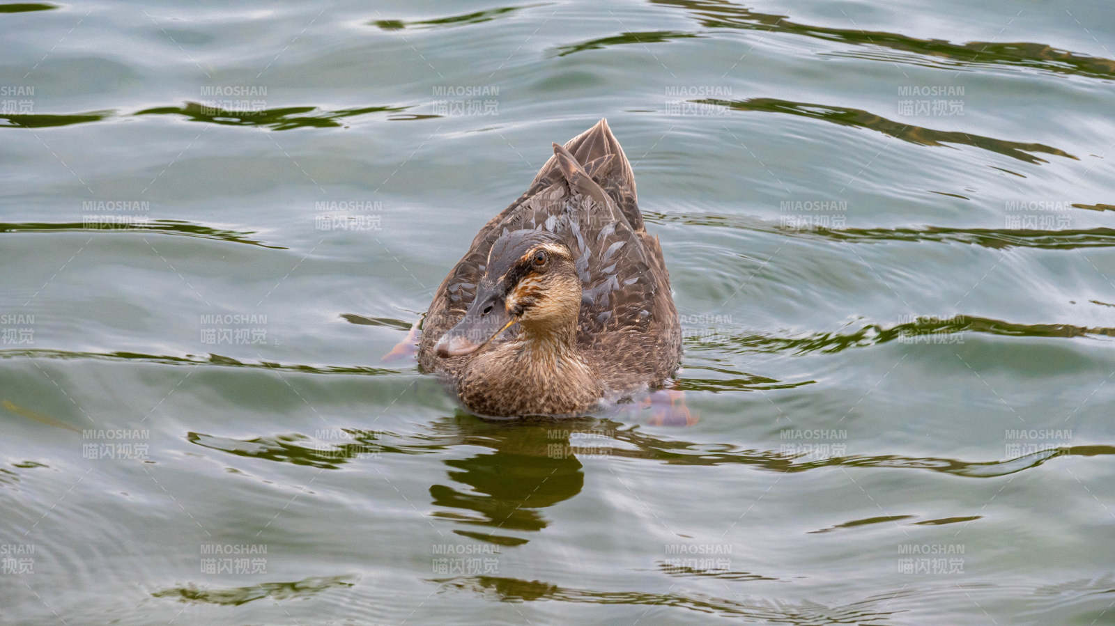 鸭子在水中游泳图片